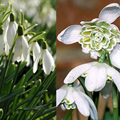 100 Single & 100 Double Snowdrops in 